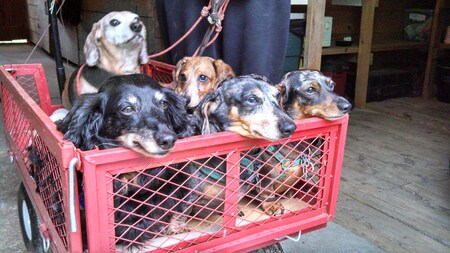 Yashu,Al,Frank,Molly,Cinamon