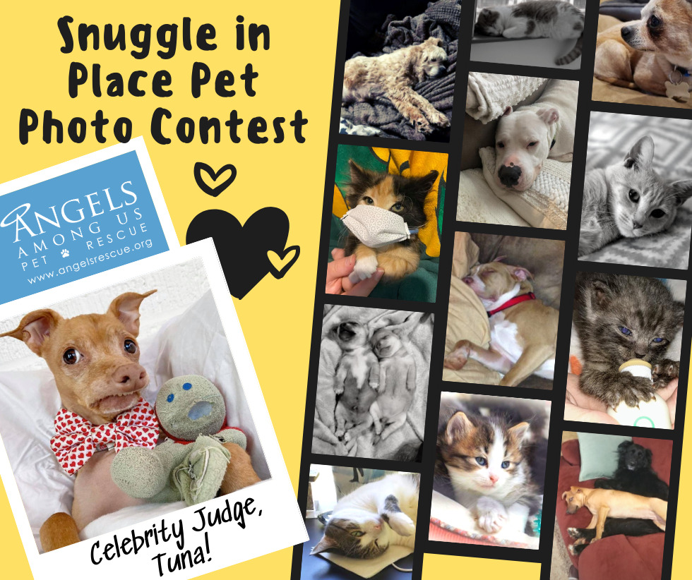 About Angels Among Us Pet Rescue Snuggle In Place Pet Photo Contest