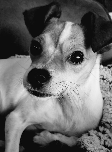Indie