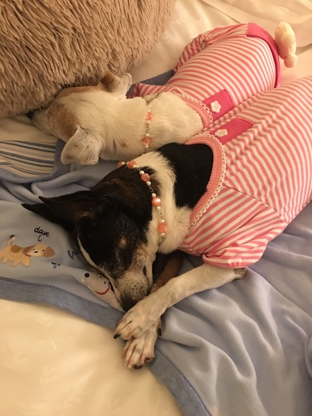 Lucy & Holly 