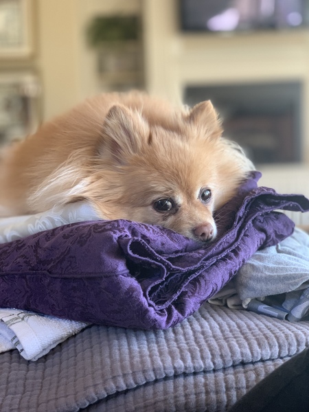 Bella