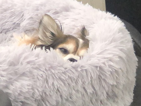 Ladybug