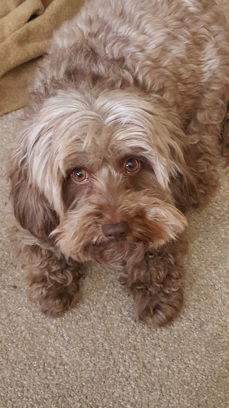Teddy