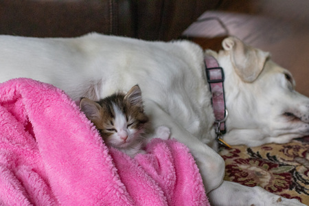 Bella and Noodle