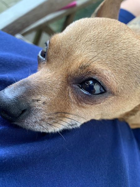 Chi chi