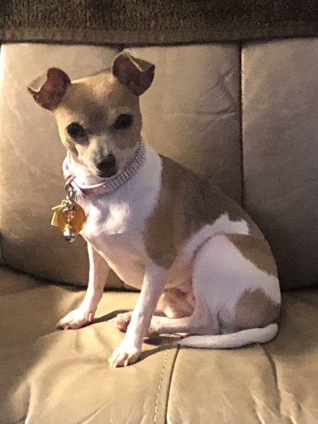 Tinker Bell