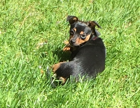 Stella 