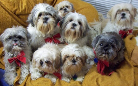 Tiffany, Percy, Koko, Teaki, Prince, Mischief, Madyson, Precious