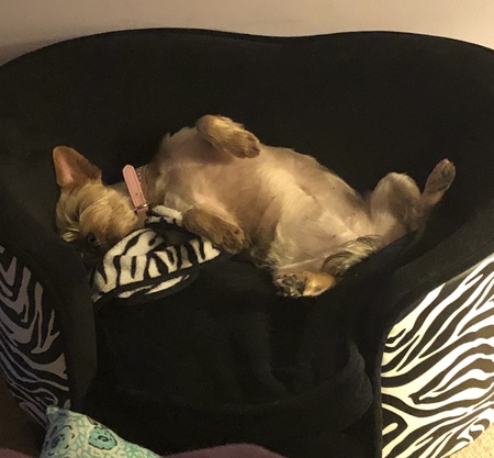 Bella