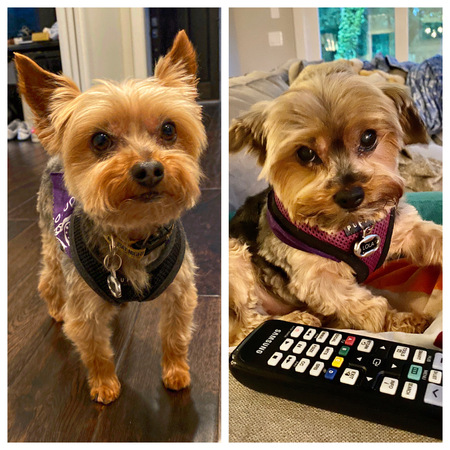 Rex and Lola