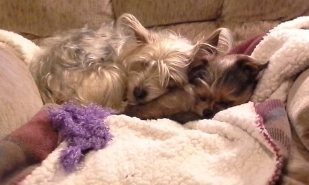 Goose on top, is Angels Among Us rescue, and her buddy, Scouter