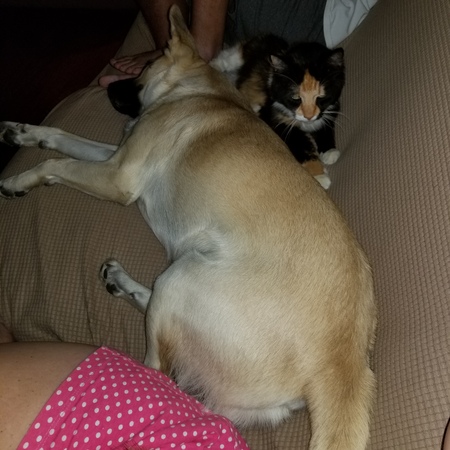 Brooklin (AAU kitty) and Einstein (foundling)