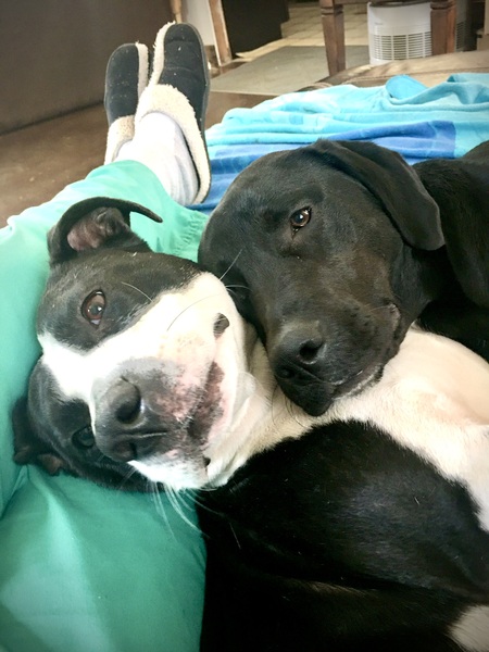 Indy and Dixie 