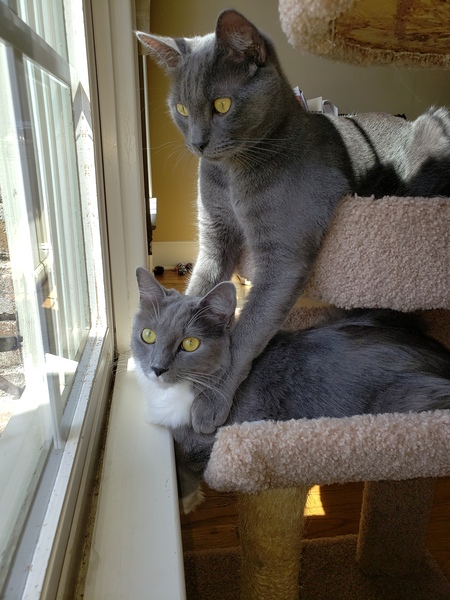 Jinx and Jazz
