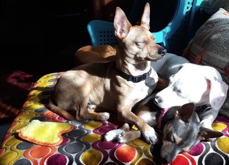 Buddy, Luna Bella, Gigi