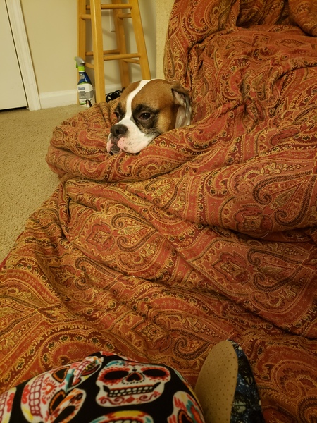 ZEUS 
