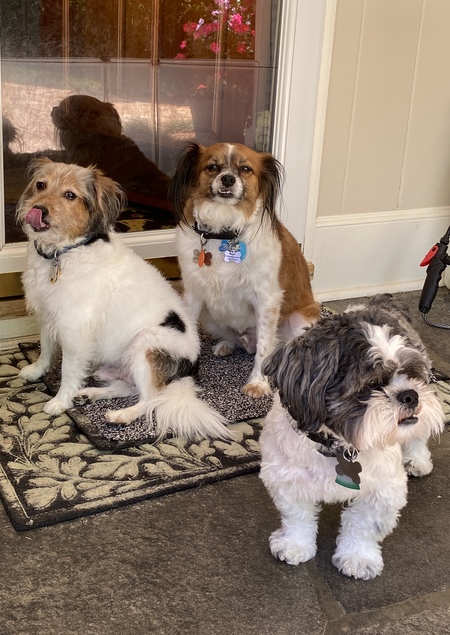 Cowboy, Rudy, Teddy