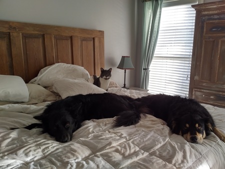 Junah, Josie, and Shug living a dream