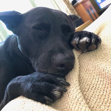 Maizy