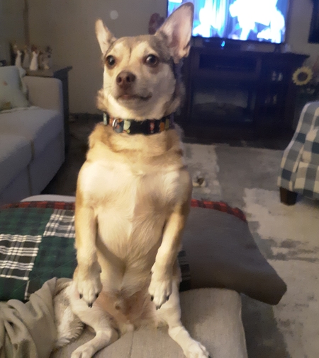 Buddy
