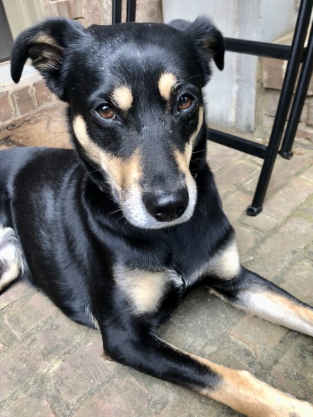 Stella