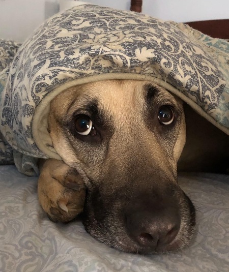 Juno
