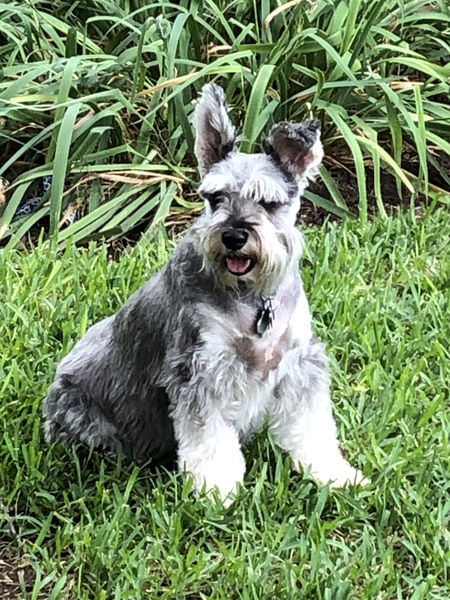 Cooper