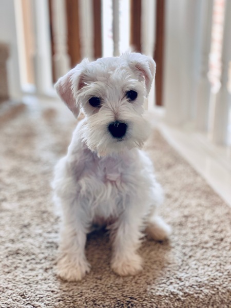 Sophie