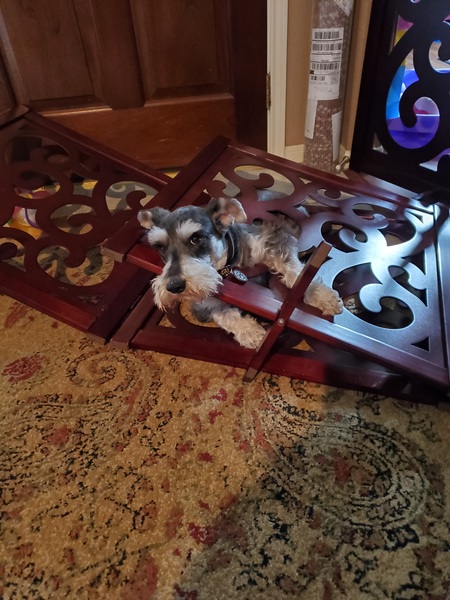 Murphy (previously Jaxx)