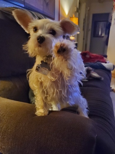 Dolly