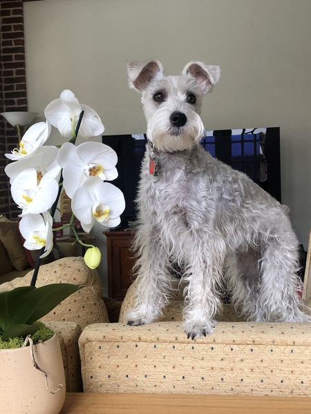 Dottie