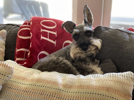 Duke