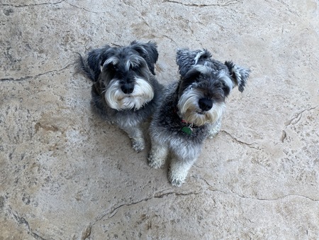 Jenkins Cooper & Nick (foster)