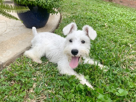 Ziggy