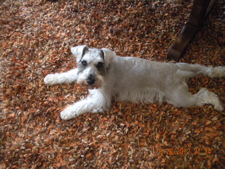 Hap Arnold II ("Happy")