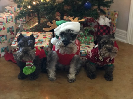 Rebel, Dukie & Minkie