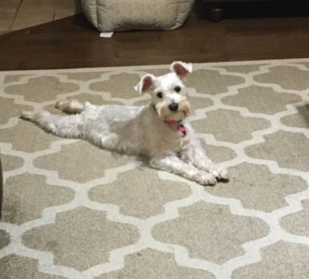 Dixie