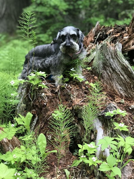 Maggie