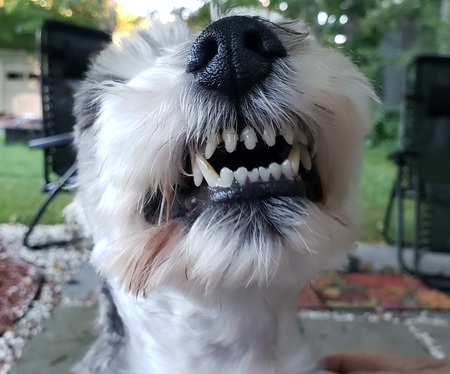 Jake