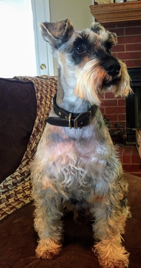 Bodhi