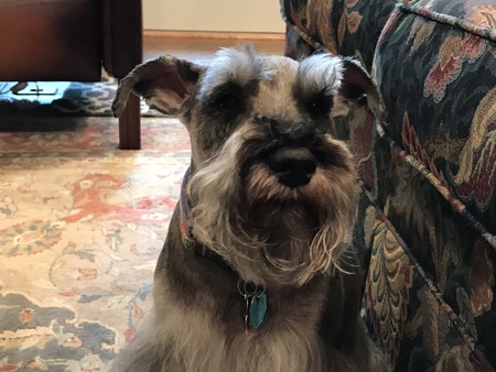 Lucky (former name Sawyer)