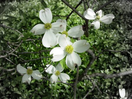 Dogwood