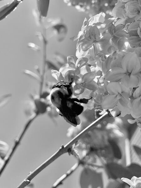 Bee