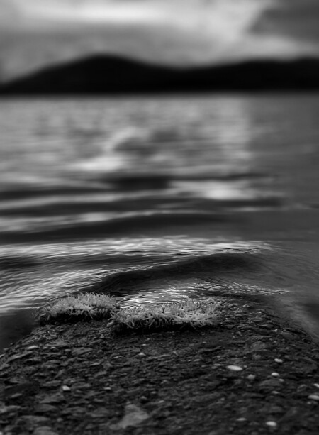 Moss on a Lake