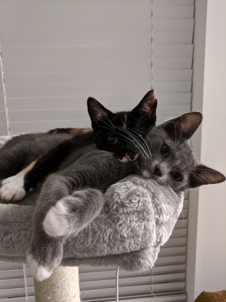 Rey and Cayde