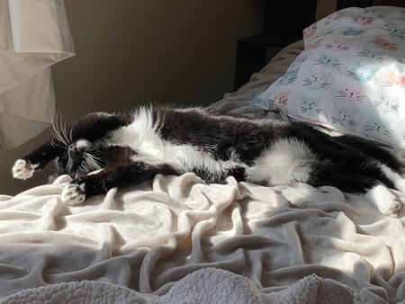 Figaro