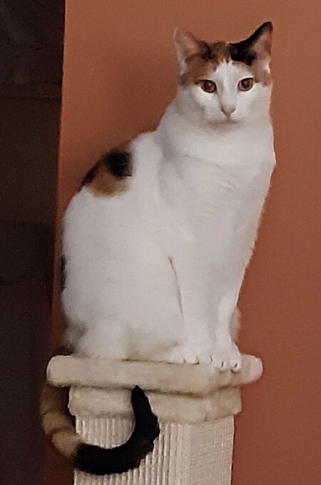Macy