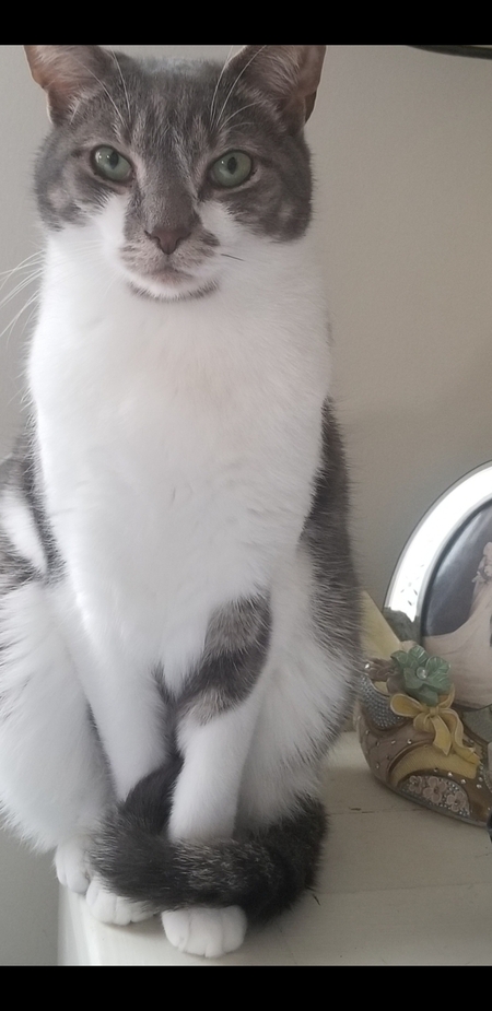 Santino 