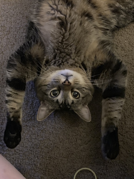 Bob