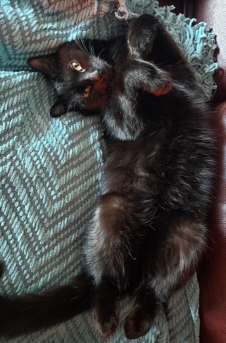 Little Bear